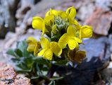 13 Yellow Flower Near Gasherbrum North Base Camp in China 